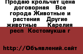 Продаю крольчат цена договорная - Все города Животные и растения » Другие животные   . Карелия респ.,Костомукша г.